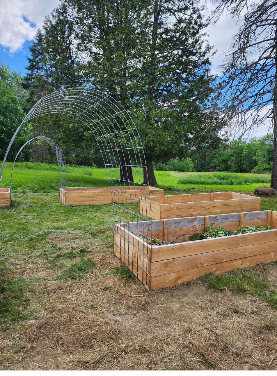 Raised garden beds and a metal trellis on the CES land at Whittier Road.